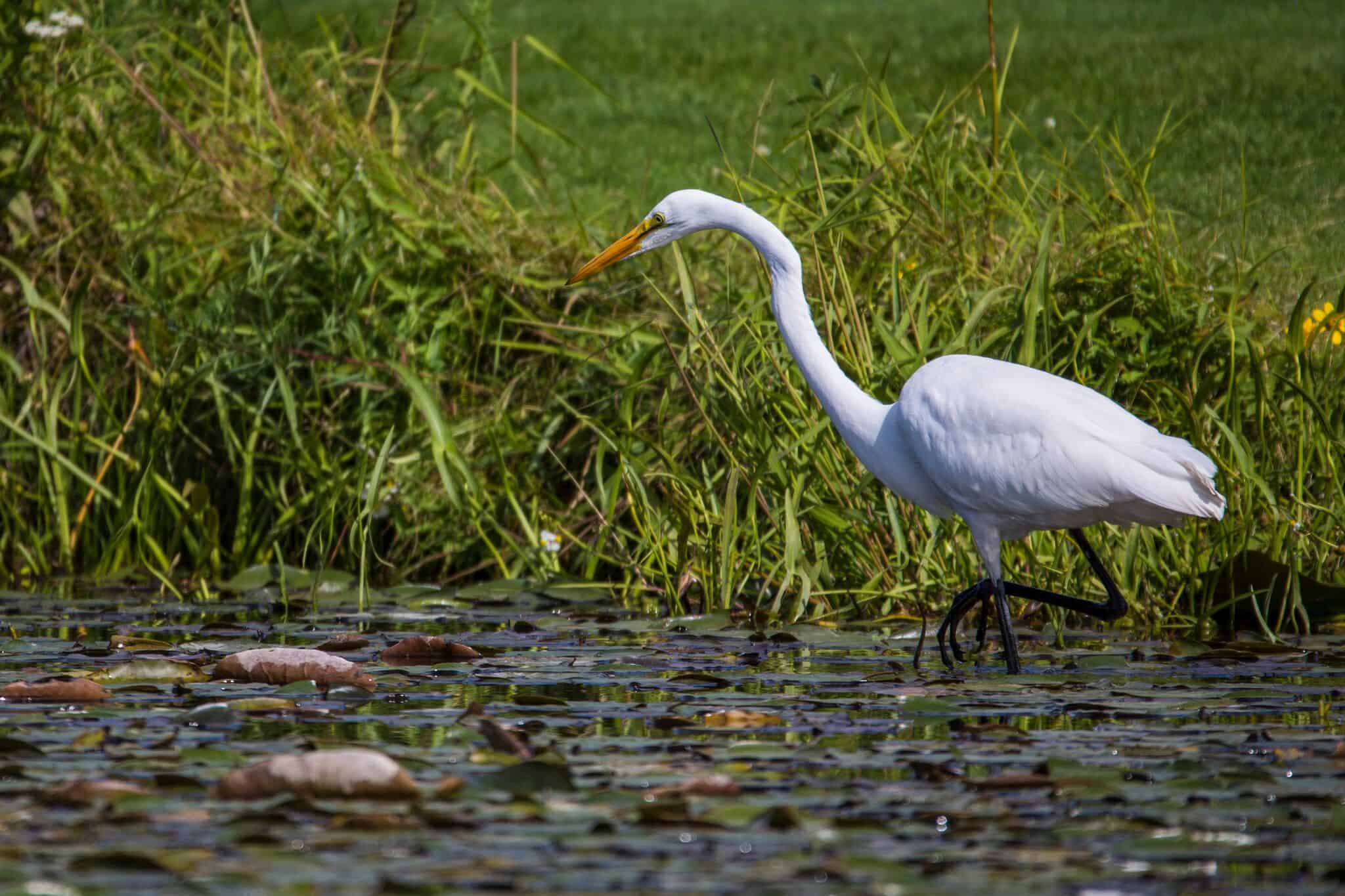 33 Egret Deer Creek Pond - Sanker Media_preview